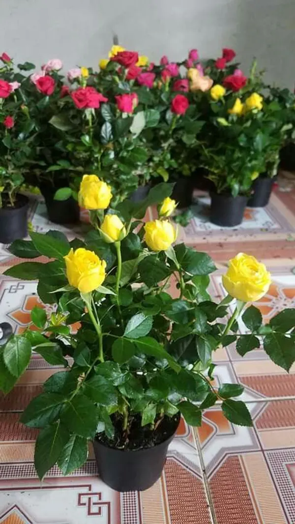 Dark_Yellow_Rose_Plant_–_High-Quality_Flowering_Rose_Bush_|_Fragrant,_Long-Blooming_Variety_|_Perfect_for_Garden,_Balcony_&_Outdoor_Landscaping