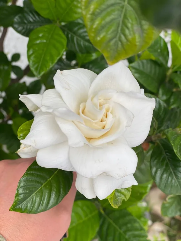 Attractive_Snow_White_Gardenia/Gondharaj_Amazing_Fragrant_Flower_Plant_&_Tree_(1.5-3.5_Ft_Height)_Pack_Of_1