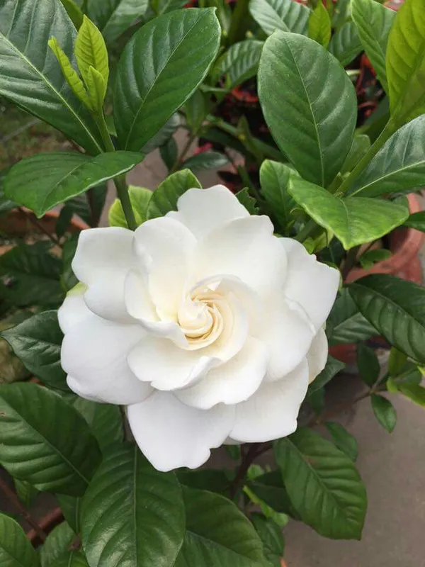 Gandhraj_/_Gardenia_Cape_Jasmine_Highly_Fragrant_All_Time_Flowering_Plant