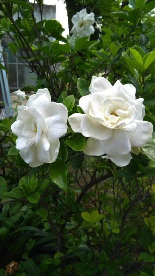 Gandhraj_/_Gardenia_Cape_Jasmine_Highly_Fragrant_All_Time_Flowering_Plant