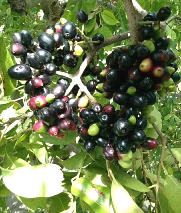 Greenery_Nursery®_Hybrid_Black_Jamun_Plant_&_Tree_For_Your_Home_Garden_(1.5-3.5_Ft_Height)_Well_Watered_Jam/Jamun_Plant,_Pack_Of_1