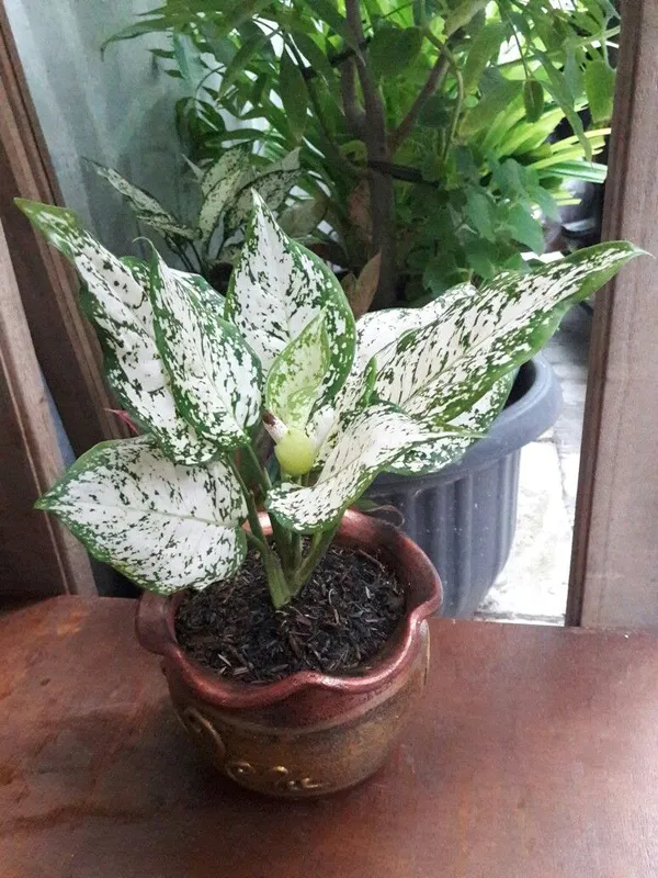 Greenery_Nursery®_Aglaonema_Air_Purifier_Indoor_Plant_For_Your_Home/Office/Garden_(Pack_Of_1)