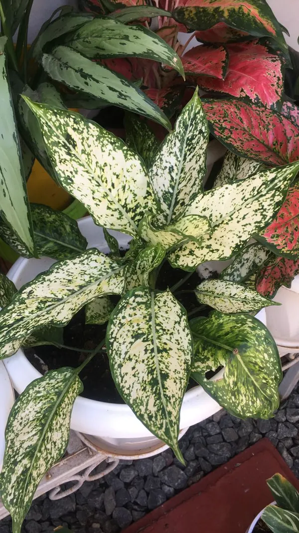 Greenery_Nursery®_Aglaonema_Air_Purifier_Indoor_Plant_For_Your_Home/Office/Garden_(Pack_Of_1)