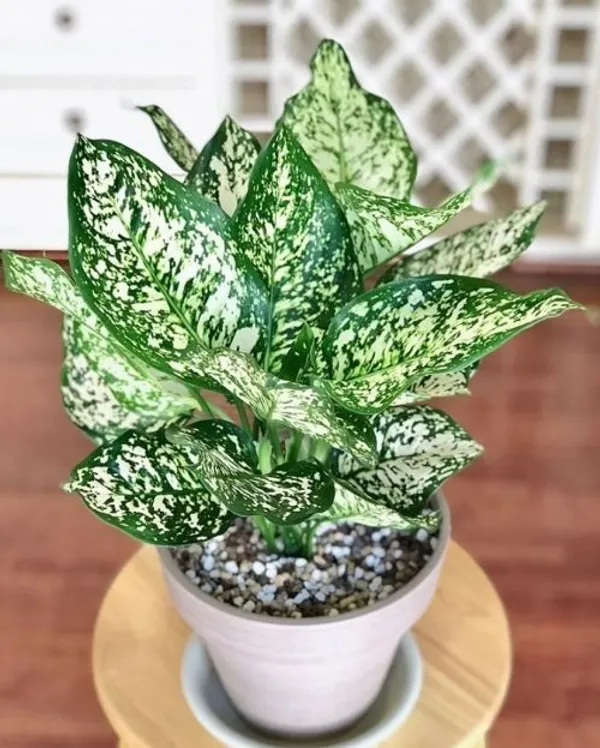 Greenery_Nursery®_Aglaonema_Air_Purifier_Indoor_Plant_For_Your_Home/Office/Garden_(Pack_Of_1)