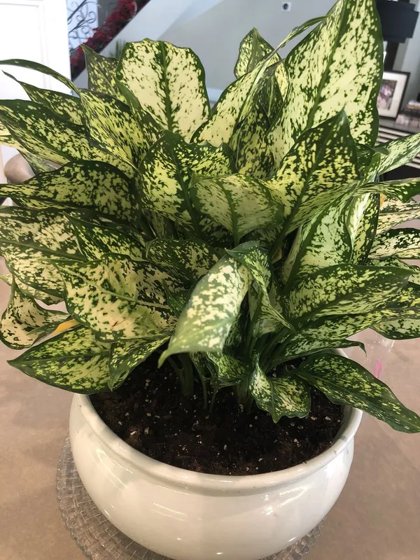 Greenery_Nursery®_Aglaonema_Air_Purifier_Indoor_Plant_For_Your_Home/Office/Garden_(Pack_Of_1)