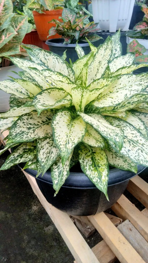 Greenery_Nursery®_Aglaonema_Air_Purifier_Indoor_Plant_For_Your_Home/Office/Garden_(Pack_Of_1)