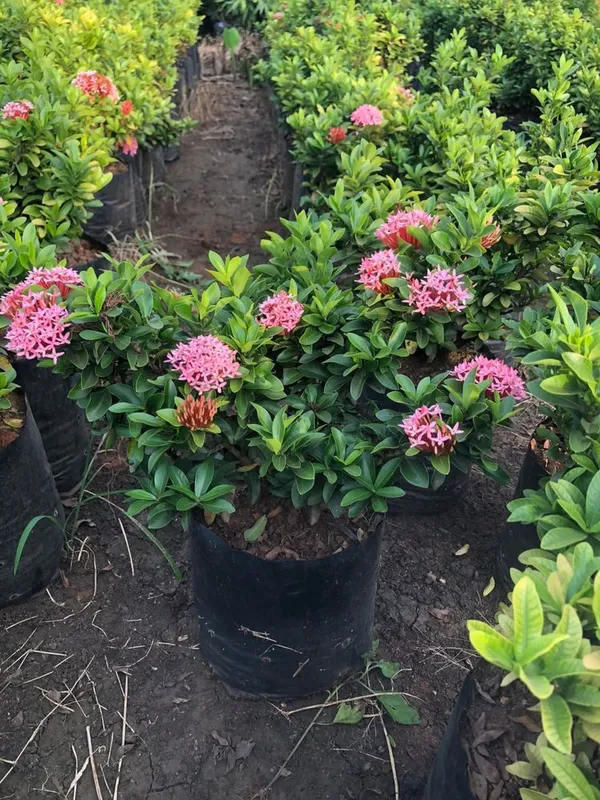 Fast_Growing_Pink_Ixora_Flower_Plant_&_Tree_For_Shrub/Bush/Your_Sweet_Home_Garden_(1.5-3.5_Ft__Plant_Hight)_Pack_Of_1