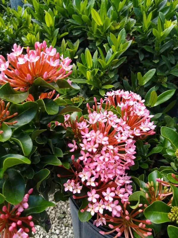 Fast_Growing_Pink_Ixora_Flower_Plant_&_Tree_For_Shrub/Bush/Your_Sweet_Home_Garden_(1.5-3.5_Ft__Plant_Hight)_Pack_Of_1