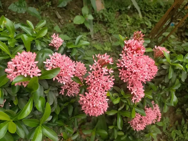 Fast_Growing_Pink_Ixora_Flower_Plant_&_Tree_For_Shrub/Bush/Your_Sweet_Home_Garden_(1.5-3.5_Ft__Plant_Hight)_Pack_Of_1