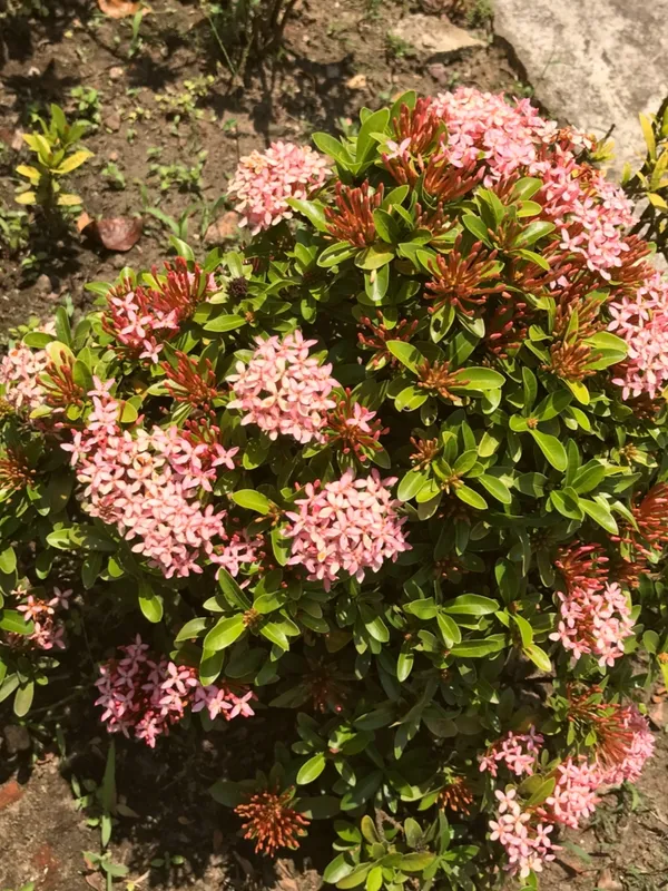 Fast_Growing_Pink_Ixora_Flower_Plant_&_Tree_For_Shrub/Bush/Your_Sweet_Home_Garden_(1.5-3.5_Ft__Plant_Hight)_Pack_Of_1