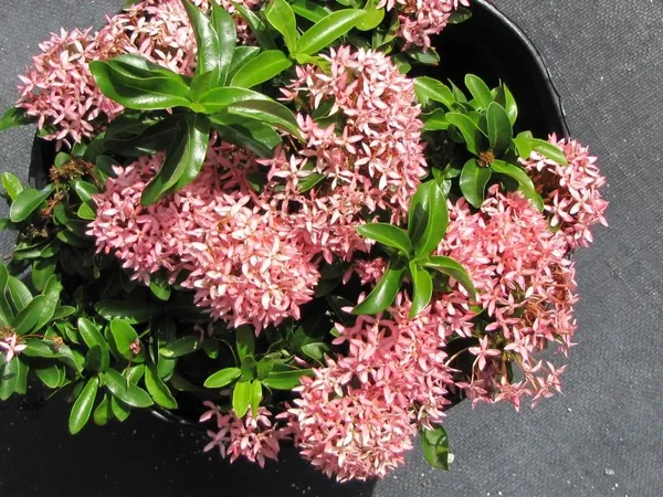 Fast_Growing_Pink_Ixora_Flower_Plant_&_Tree_For_Shrub/Bush/Your_Sweet_Home_Garden_(1.5-3.5_Ft__Plant_Hight)_Pack_Of_1