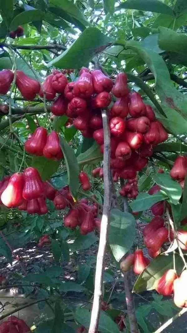 Fast-Growing_Water_Apple_/Java_Apple_Fruit_Plant_&_Tree_for_Home_Garden,_Patio_&_Backyard_Orchard