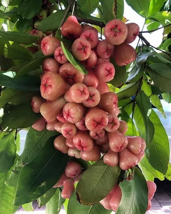 Fast-Growing_Water_Apple_/Java_Apple_Fruit_Plant_&_Tree_for_Home_Garden,_Patio_&_Backyard_Orchard
