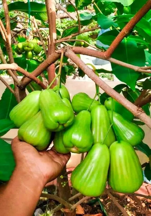 Fast-Growing_Water_Apple_/Java_Apple_Fruit_Plant_&_Tree_for_Home_Garden,_Patio_&_Backyard_Orchard