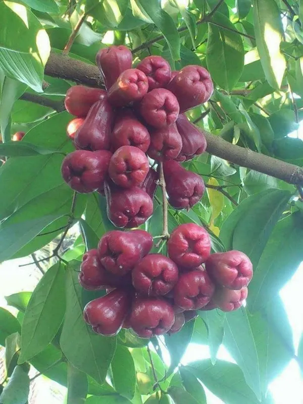 Fast-Growing_Water_Apple_/Java_Apple_Fruit_Plant_&_Tree_for_Home_Garden,_Patio_&_Backyard_Orchard