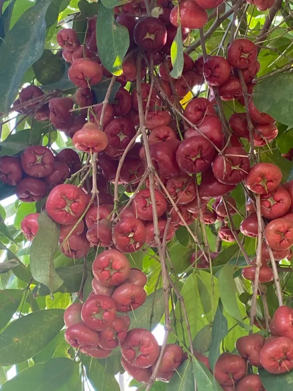 Fast-Growing_Water_Apple_/Java_Apple_Fruit_Plant_&_Tree_for_Home_Garden,_Patio_&_Backyard_Orchard