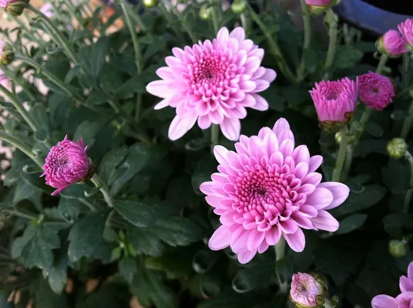 Fluffy_Pink_Chrysanthemum/Chandramallika_Flowering_Plant_&_Tree_For_Shrub/Bush/Home_Garden_(1.5-3.5_Ft_Height)_Pack_Of_1