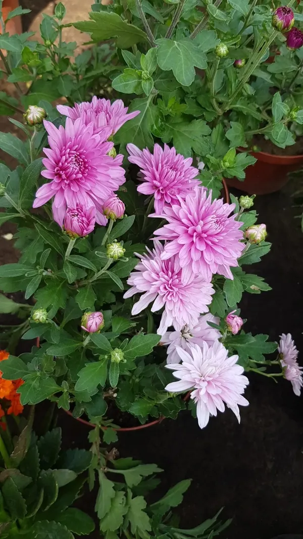 Fluffy_Pink_Chrysanthemum/Chandramallika_Flowering_Plant_&_Tree_For_Shrub/Bush/Home_Garden_(1.5-3.5_Ft_Height)_Pack_Of_1