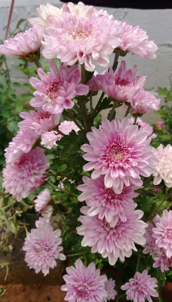 Fluffy_Pink_Chrysanthemum/Chandramallika_Flowering_Plant_&_Tree_For_Shrub/Bush/Home_Garden_(1.5-3.5_Ft_Height)_Pack_Of_1