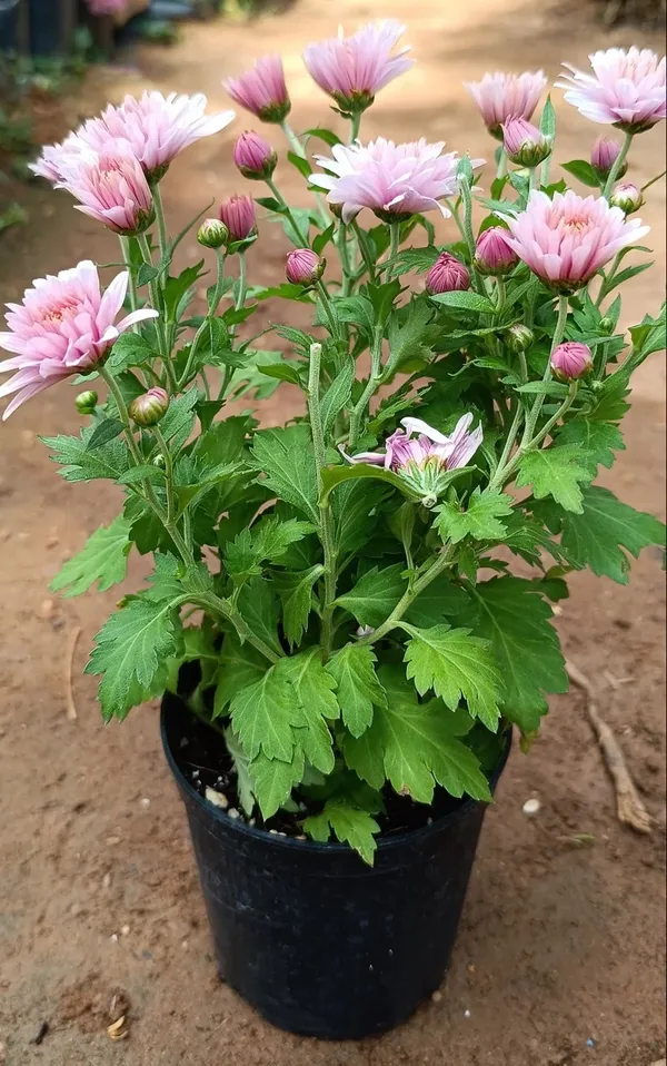 Fluffy_Pink_Chrysanthemum/Chandramallika_Flowering_Plant_&_Tree_For_Shrub/Bush/Home_Garden_(1.5-3.5_Ft_Height)_Pack_Of_1