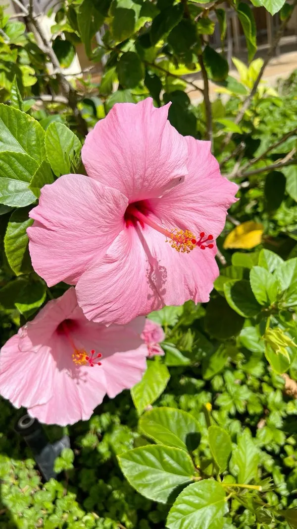 Fluffy_Pink_Hibiscus_Flower_Plant_For_Home_Garden,_Pack_Of_1