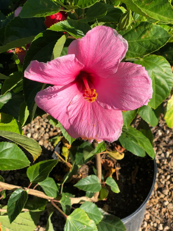 Fluffy_Pink_Hibiscus_Flower_Plant_For_Home_Garden,_Pack_Of_1