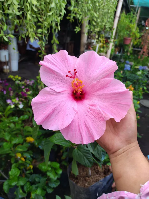 Fluffy_Pink_Hibiscus_Flower_Plant_For_Home_Garden,_Pack_Of_1