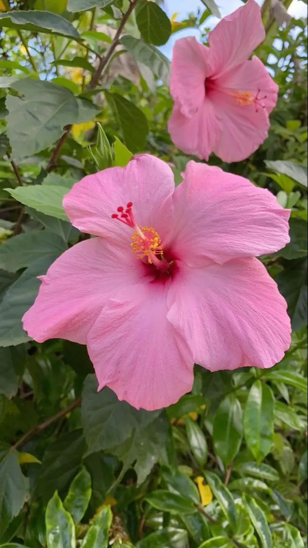 Fluffy_Pink_Hibiscus_Flower_Plant_For_Home_Garden,_Pack_Of_1