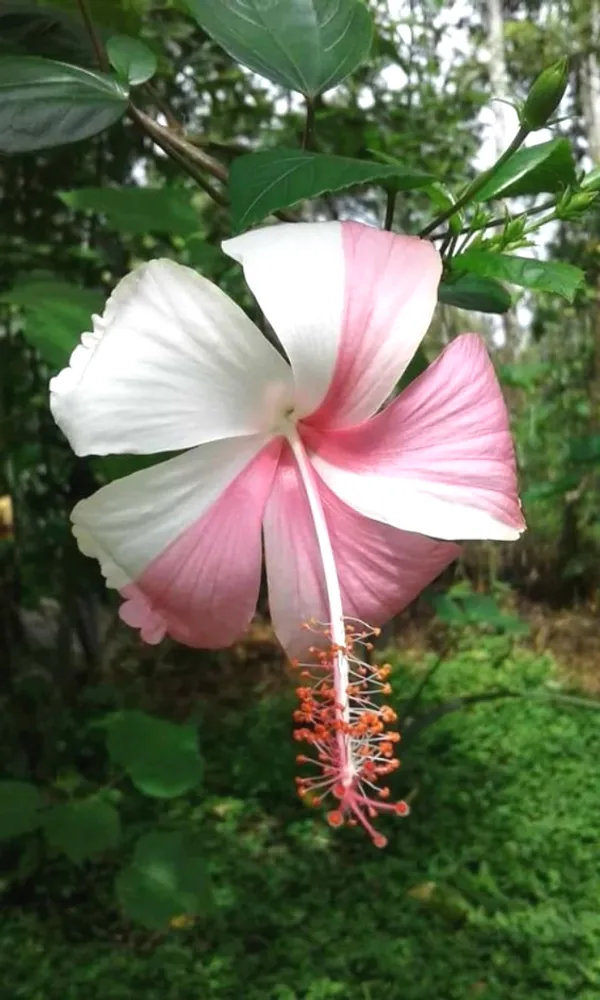 Continuous_Blooms_Hibiscus_Plant_–_Flowering_Tropical_Plant_for_Home_Garden,_Ideal_for_Pots_&_Outdoor_Landscaping
