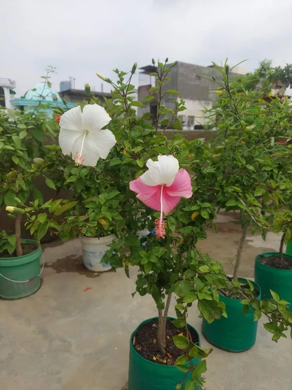Continuous_Blooms_Hibiscus_Plant_–_Flowering_Tropical_Plant_for_Home_Garden,_Ideal_for_Pots_&_Outdoor_Landscaping