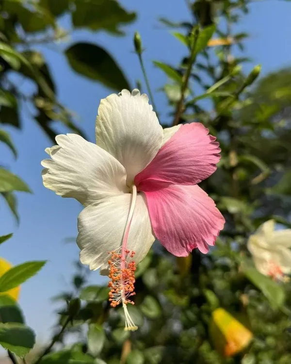 Continuous_Blooms_Hibiscus_Plant_–_Flowering_Tropical_Plant_for_Home_Garden,_Ideal_for_Pots_&_Outdoor_Landscaping