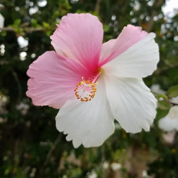Continuous_Blooms_Hibiscus_Plant_–_Flowering_Tropical_Plant_for_Home_Garden,_Ideal_for_Pots_&_Outdoor_Landscaping
