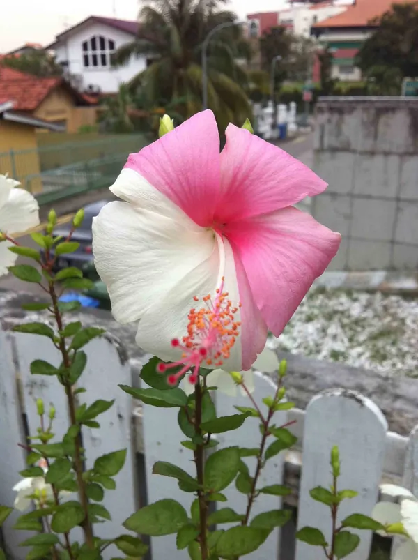 Continuous_Blooms_Hibiscus_Plant_–_Flowering_Tropical_Plant_for_Home_Garden,_Ideal_for_Pots_&_Outdoor_Landscaping