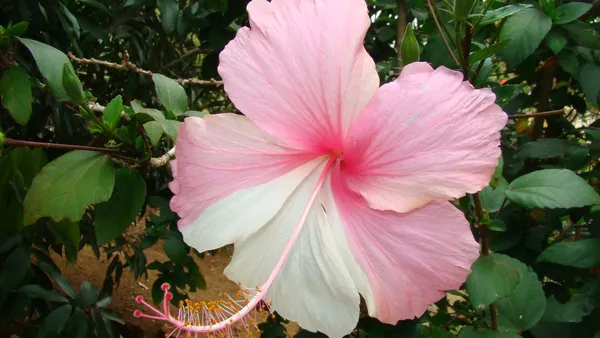 Continuous_Blooms_Hibiscus_Plant_–_Flowering_Tropical_Plant_for_Home_Garden,_Ideal_for_Pots_&_Outdoor_Landscaping