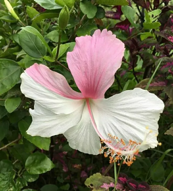 Continuous_Blooms_Hibiscus_Plant_–_Flowering_Tropical_Plant_for_Home_Garden,_Ideal_for_Pots_&_Outdoor_Landscaping