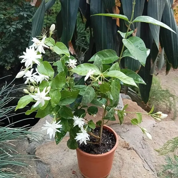 Arabian_Jasmine_Highly_Fragrant_Flowering_Rare_Plant