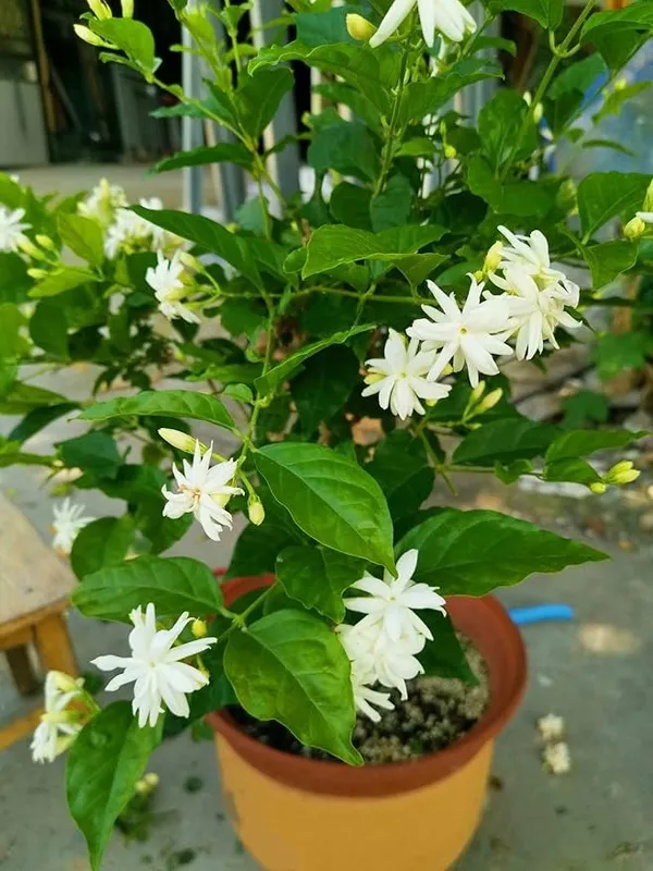 Arabian_Jasmine_Highly_Fragrant_Flowering_Rare_Plant