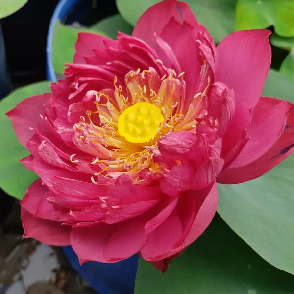 GREENERY_NURSERY_Drop_blood_lotus_tuber_for_home_gardening,_pack_of_1