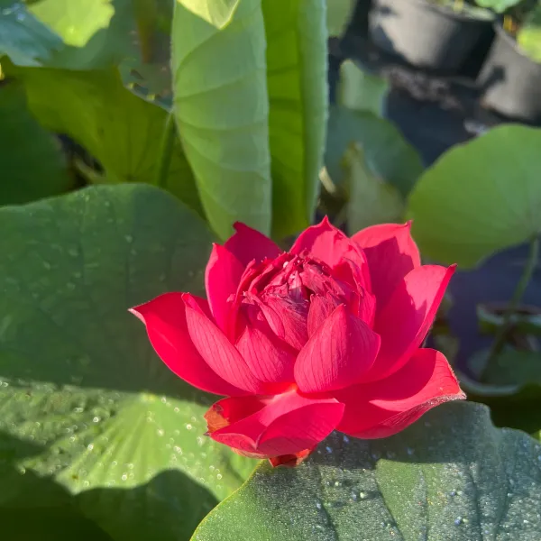 GREENERY_NURSERY_Drop_blood_lotus_tuber_for_home_gardening,_pack_of_1
