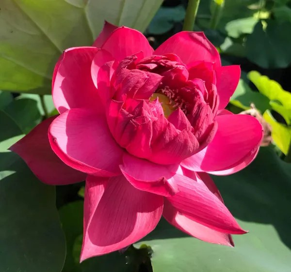 GREENERY_NURSERY_Drop_blood_lotus_tuber_for_home_gardening,_pack_of_1