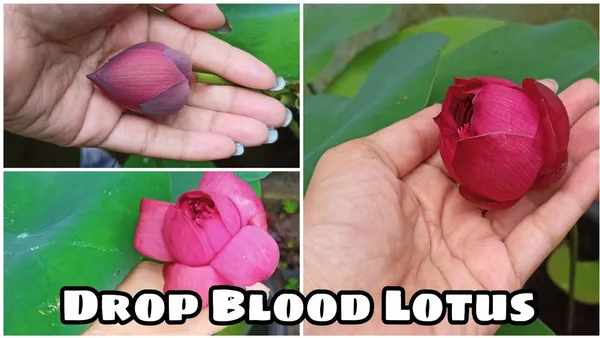 GREENERY_NURSERY_Drop_blood_lotus_tuber_for_home_gardening,_pack_of_1