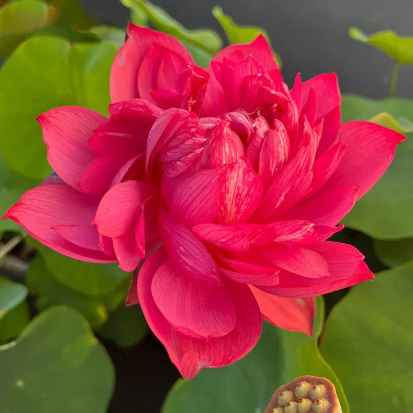GREENERY_NURSERY_Drop_blood_lotus_tuber_for_home_gardening,_pack_of_1