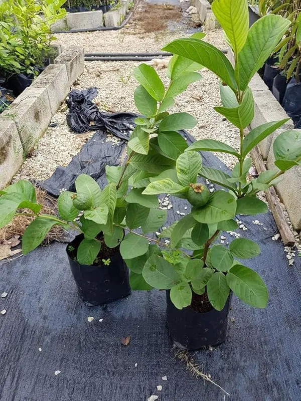GREENERY_NURSERY_White_Diamond_Guava_Plant_(White_Flesh)_–_Premium_Exotic_Fruit_Tree_For_Gardening