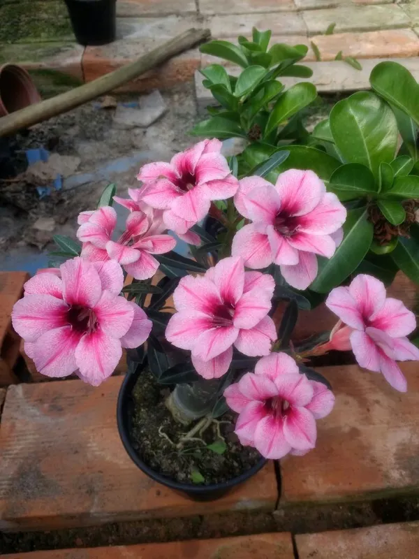 Desert_Rose_Variety_Grafted_Adenium_Plant_For_Home_Garden,_Pack_Of_1