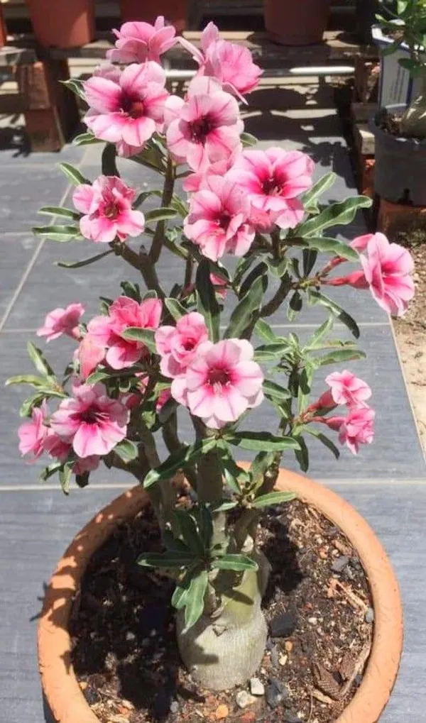 Desert_Rose_Variety_Grafted_Adenium_Plant_For_Home_Garden,_Pack_Of_1