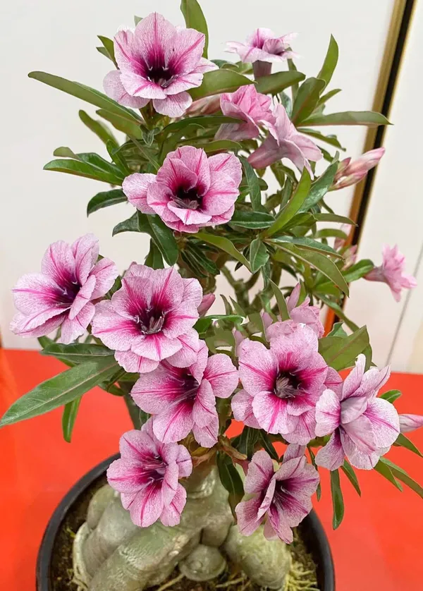Desert_Rose_Variety_Grafted_Adenium_Plant_For_Home_Garden,_Pack_Of_1
