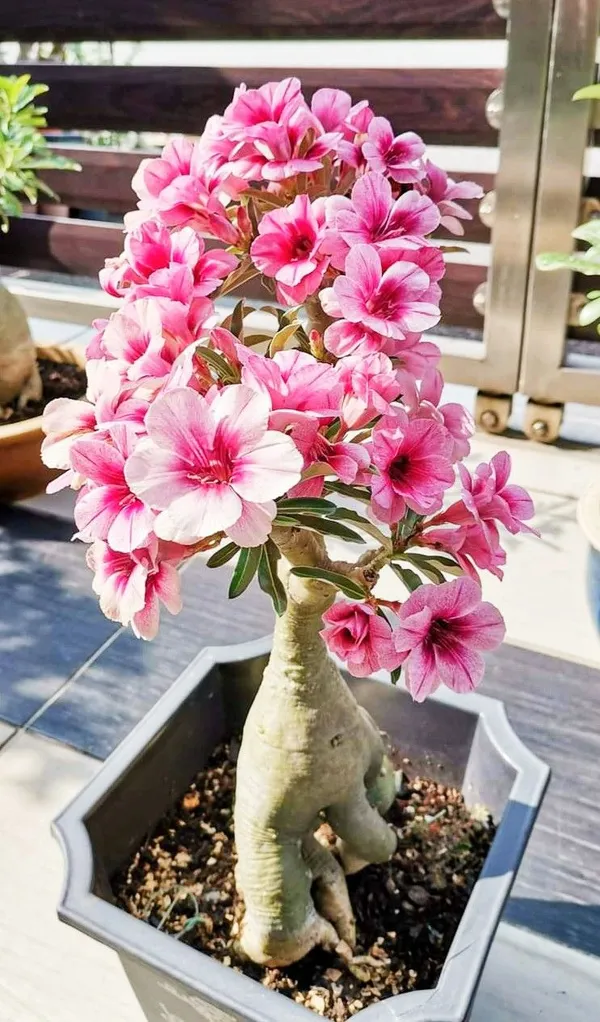 Desert_Rose_Variety_Grafted_Adenium_Plant_For_Home_Garden,_Pack_Of_1