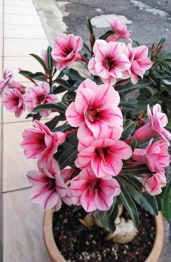Desert_Rose_Variety_Grafted_Adenium_Plant_For_Home_Garden,_Pack_Of_1