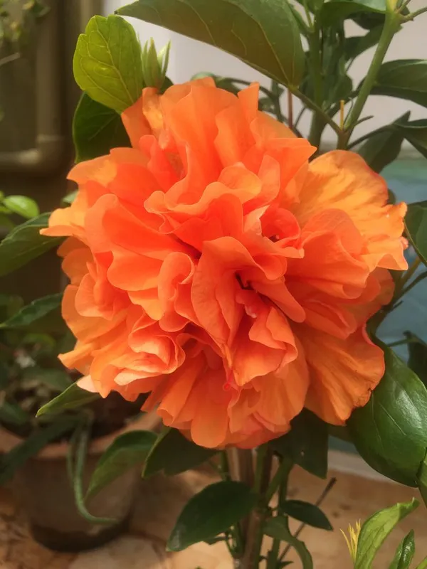All_Season_Gardens_(Light_Orange)_Rare_Hibiscus_Double_Decker_Flower_Plant