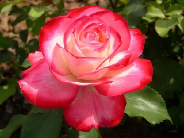 Attractive_Bicolor_Rose_Flowering_Plant_&_Tree_(1.5-3.5_Ft_Height)_For_Home_Garden,_Pack_Of_1